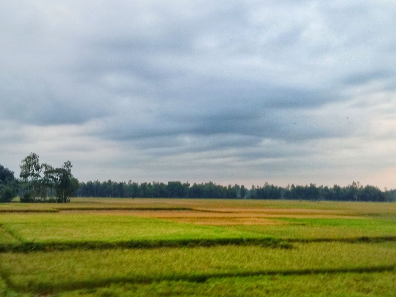 Paddy field in a Bangladeshi village. Beauty of Village, Bangladesh.